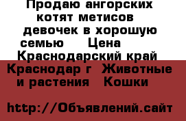 Продаю ангорских котят метисов - девочек в хорошую семью . › Цена ­ 300 - Краснодарский край, Краснодар г. Животные и растения » Кошки   